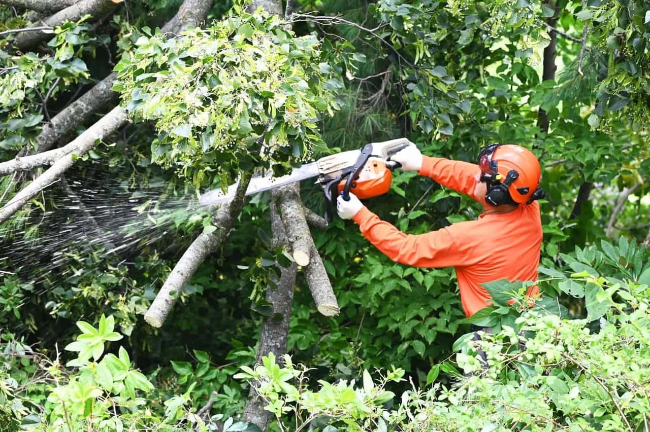Arborist using a chainsaw in mid-cut, sawdust spraying