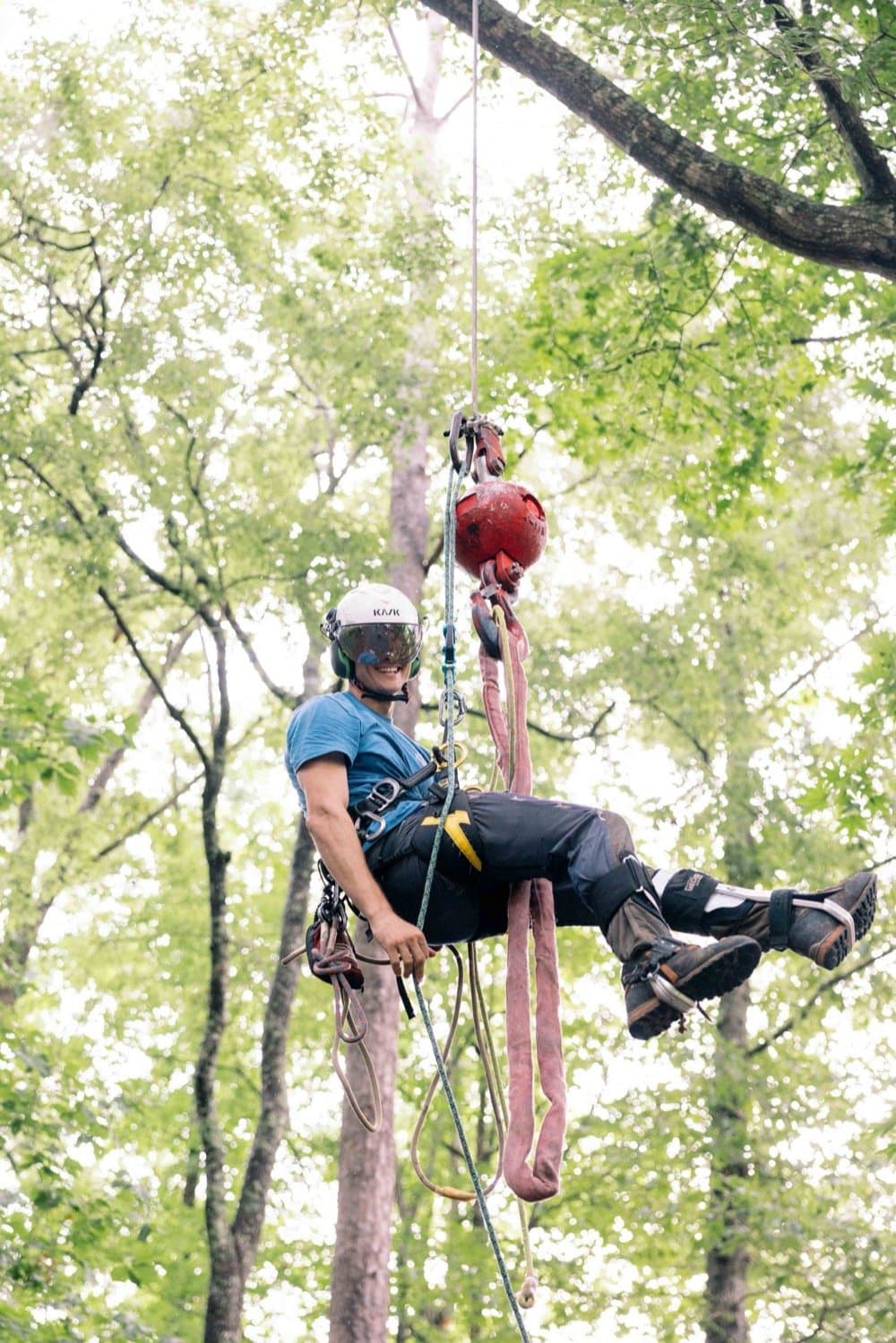 Arborist suspended on rigging high in a sunlit canopy
